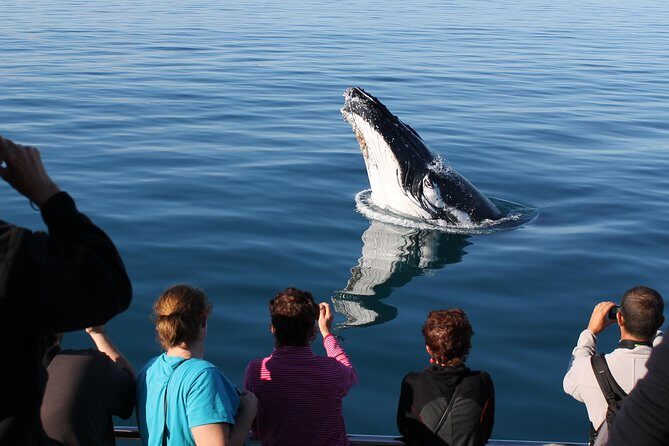 Spirit of Hervey Bay Whale Watching Cruise - Analyzing the Value