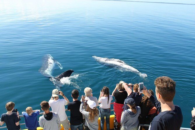 Spirit of Hervey Bay Whale Watching Cruise - The Sum Up