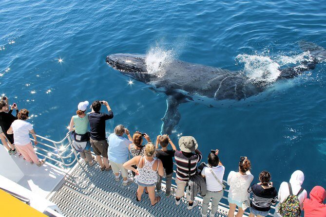 Spirit of Hervey Bay Whale Watching Cruise - Frequently Asked Questions