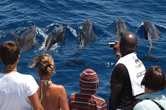 Spirit of the Sea: Cetacean sighting in Gran Canaria - What to Expect During the Tour