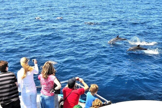Spirit of the Sea: Cetacean sighting in Gran Canaria - Final Thoughts