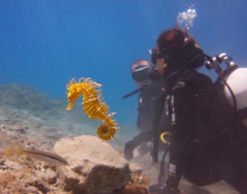 Split-Makarska-Brela Try SCUBA Dive - Final Thoughts