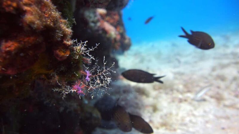 Split-Makarska-Brela Try SCUBA Dive - Frequently Asked Questions