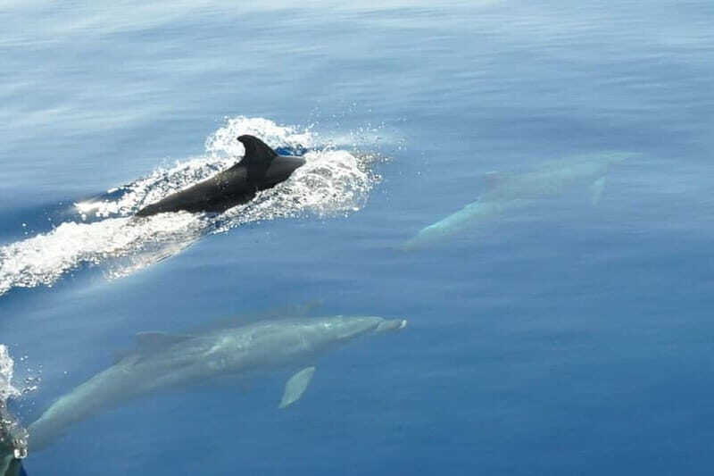 Split: Private Blue Lagoon 3 islands with speed boat - An In-Depth Look at the Tour Itinerary