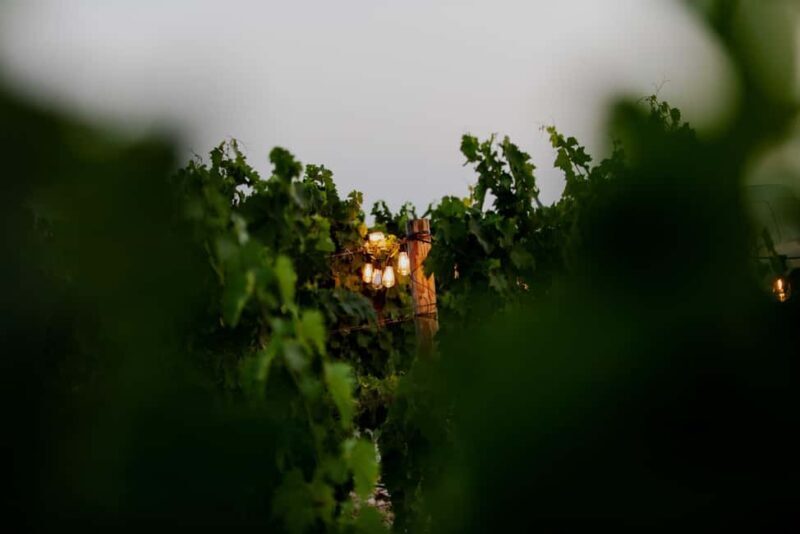 Split: Sip & Celebrate Wine-tasting Hen Party in a Vineyard - The Sum Up