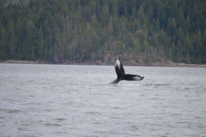 Spring Bear and Waterfall Tour - Who Will Love This Tour?