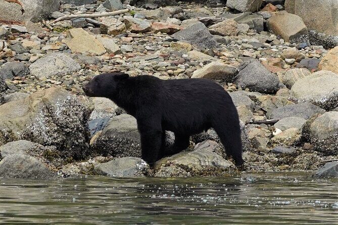 Spring Bears and Whales Tour in Campbell River - Spring Bears and Whales Tour in Campbell River: An In-Depth Review