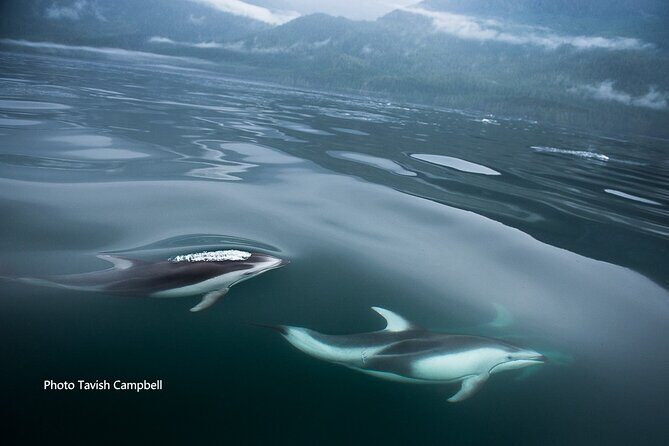 Spring Bears and Whales Tour in Campbell River - An Authentic Wildlife Experience on Vancouver Island’s Coastal Waters