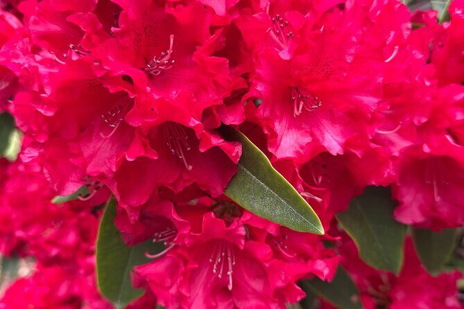 Spring Cherry Blossom Tour Victoria YYJ Airport Pickup - An In-Depth Look at the Cherry Blossom Tour