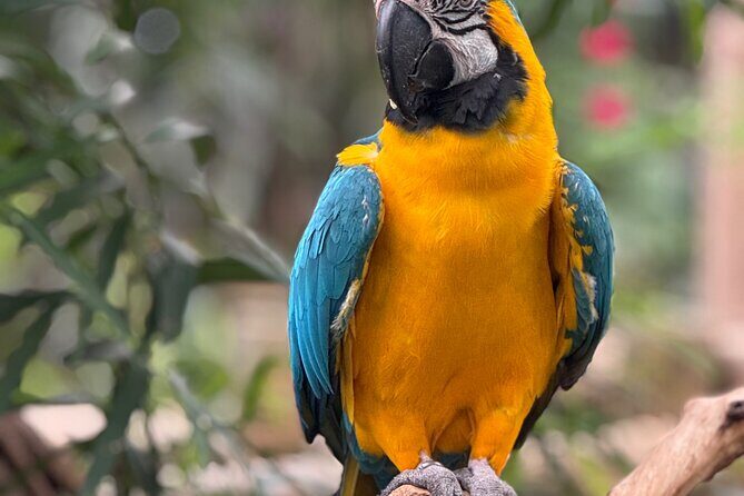 Spring Cherry Blossom Tour Victoria YYJ Airport Pickup - Essential Practicalities