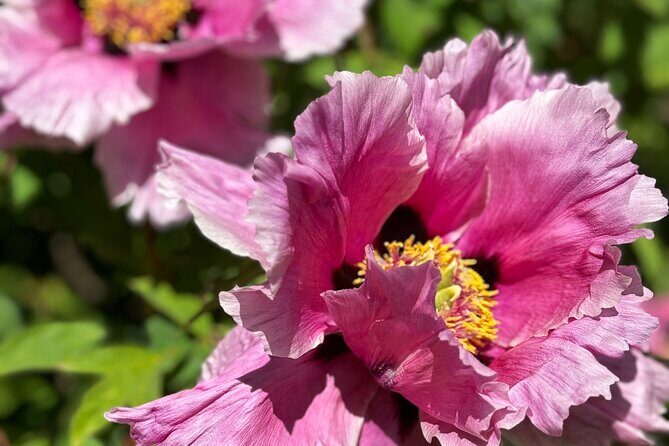 Spring Cherry Blossom Tour Victoria YYJ Airport Pickup - Who Is This Tour Best Suited For?