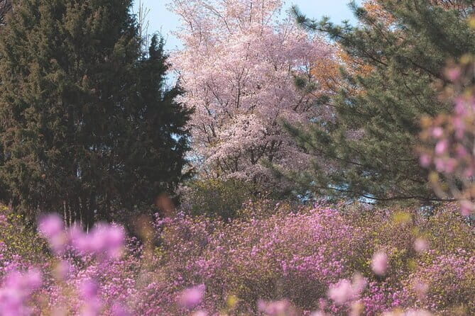 Spring flower Blossom festival, Railbike & Incheon Day tour - What’s Included and What’s Not