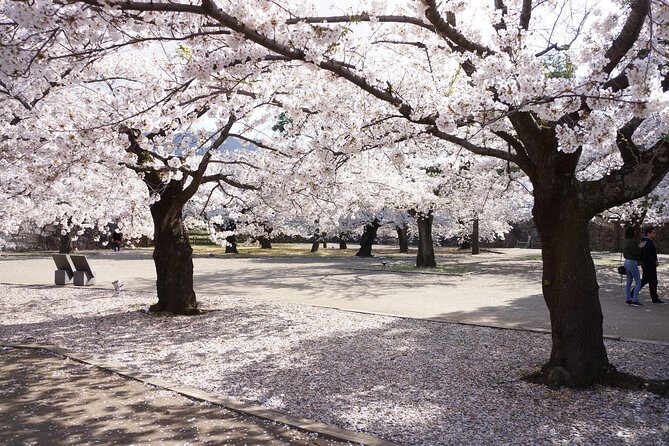 (Spring Only) 1-Day Snow Monkeys & Cherry Blossoms in Nagano Tour - Real Travelers’ Perspectives