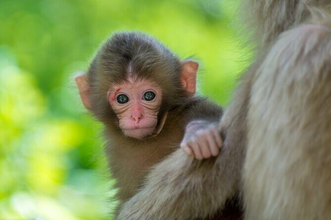 (Spring Only) 1-Day Snow Monkeys & Cherry Blossoms in Nagano Tour - FAQ