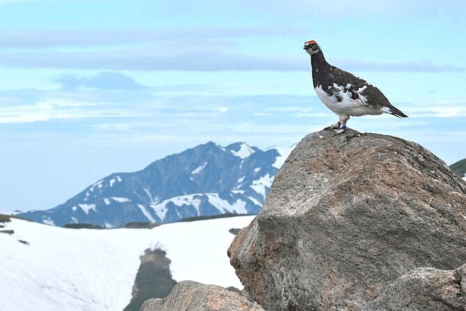 (Spring Only) 1-Day Snow Walls of Tateyama-Kurobe Alpine Route Tour - An In-Depth Look at the Tateyama-Kurobe Alpine Route Day Trip