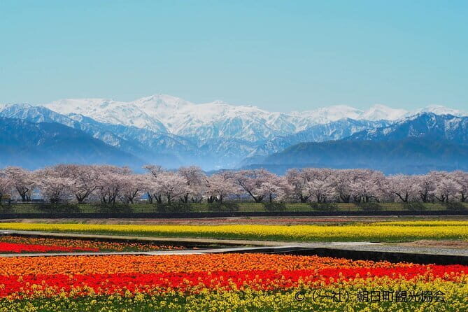 Spring Quartet & Matsukawa Sakura Tour in Toyama from Kanazawa - Key Points
