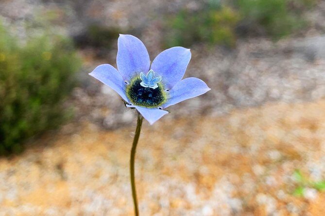 Spring Wildflower Private Day Tours - What Travelers Are Saying