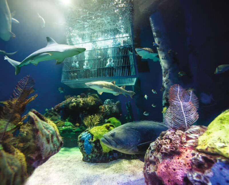 Springfield: Wonders of Wildlife National Museum & Aquarium - Exploring the Wonders of Wildlife Museum & Aquarium