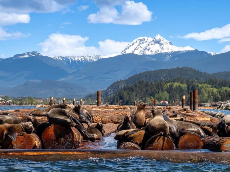 Squamish: Howe Sound Boat Tour with Wildlife Spotting - Value and Comfort