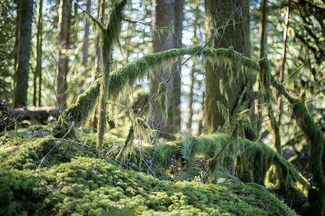Squamish Trail Running Adventure - A Close View of the Squamish Trail Running Adventure