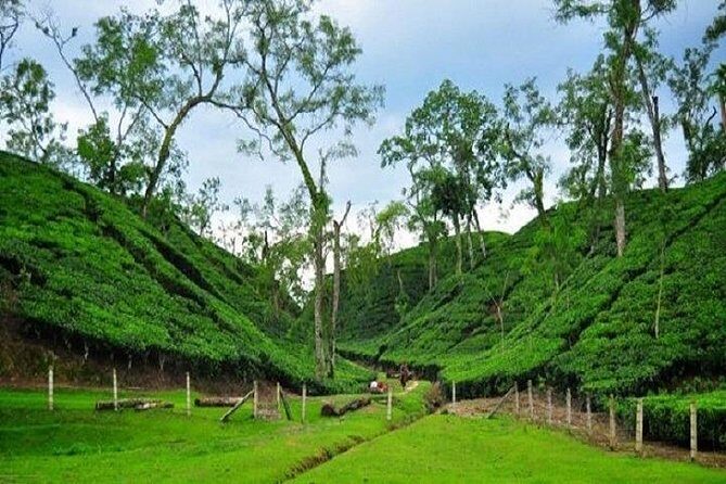 Sreemangal Tour! Sylhet, Bangladesh - Key Points
