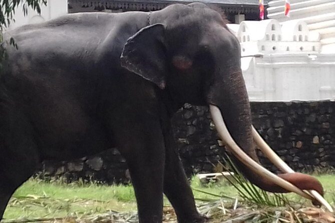 Sri Lanka 5 Day Privet Tour - The Sum Up: Who Will Love This Tour?