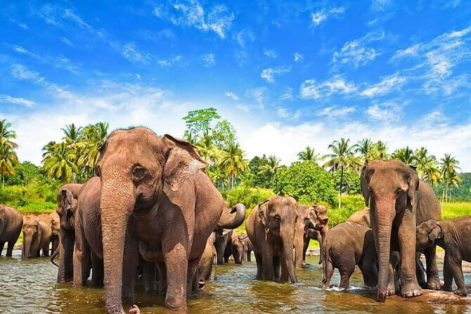 Sri Lanka 7 days Round Tour, Beaches & Safari Island Full Tour - An Extensive Breakdown of the 7-Day Itinerary