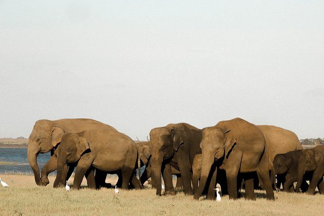 Sri Lanka Aborigine Tour (4 Days) - A Deep Dive into the Sri Lanka Aborigine Tour