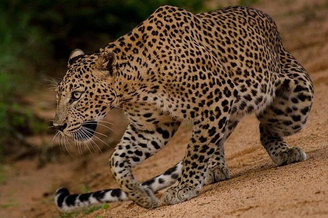 Sri Lanka budget tour package 8 days with driver,vehicle and H/B accommodations. - Key Points
