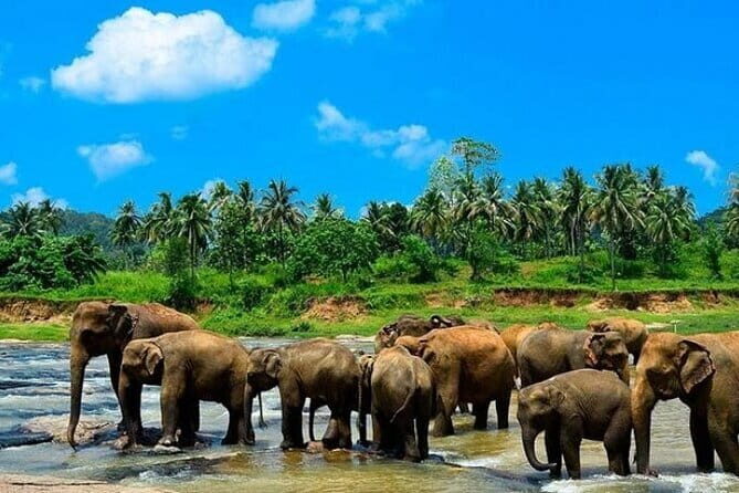 Sri Lanka Experience in 13 Days Private Tour - A Deep Dive into the 13-Day Sri Lanka Tour