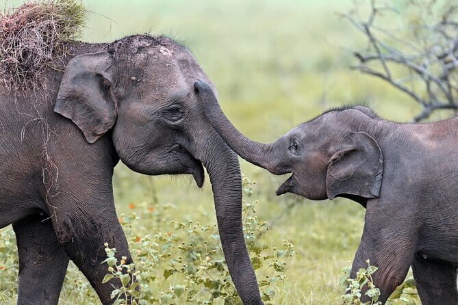 Sri Lanka Nature, Culture and Wild tour - Final Thoughts