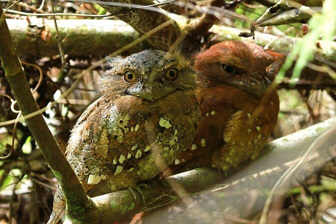 Sri Lanka Sinharaja Rain Forest Tour with Transport - Authentic Reviews and Real Experiences