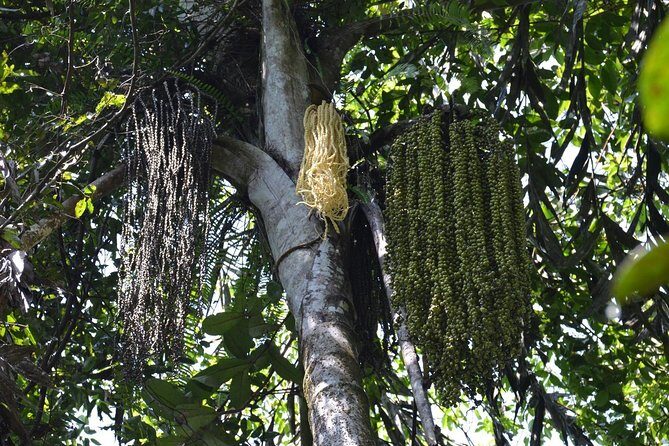 Sri Lanka Sinharaja Rain Forest Tour with Transport - Frequently Asked Questions