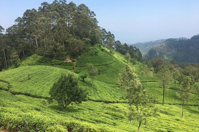 Sri Lanka Tour in 8 Days - Frequently Asked Questions