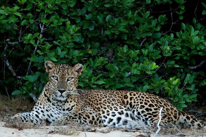 Sri Lanka Unveiled: 12 Nights Complete Experience Package - An In-Depth Look at the Sri Lanka Unveiled Tour