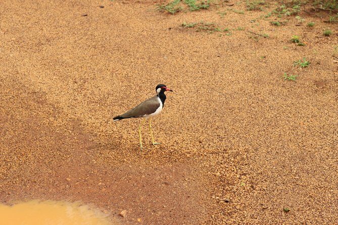 Sri lanka Wildlife Tour - A Deep Dive into the Itinerary