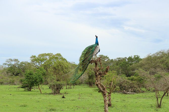 Sri lanka Wildlife Tour - The Sum Up