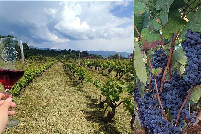 S&S Winery - Wine Tasting Experience in Ohrid - Why This Tour is Worth It