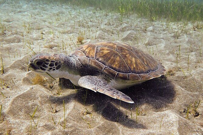 SSI Open Water, South Tenerife - A Deep Dive into the Experience