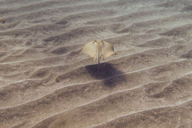 SSI Open Water, South Tenerife - Practical Tips for Your Booking
