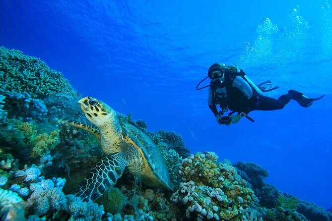 SSI | Padi Open Water Course in Phuket - Deep Dive into the Experience