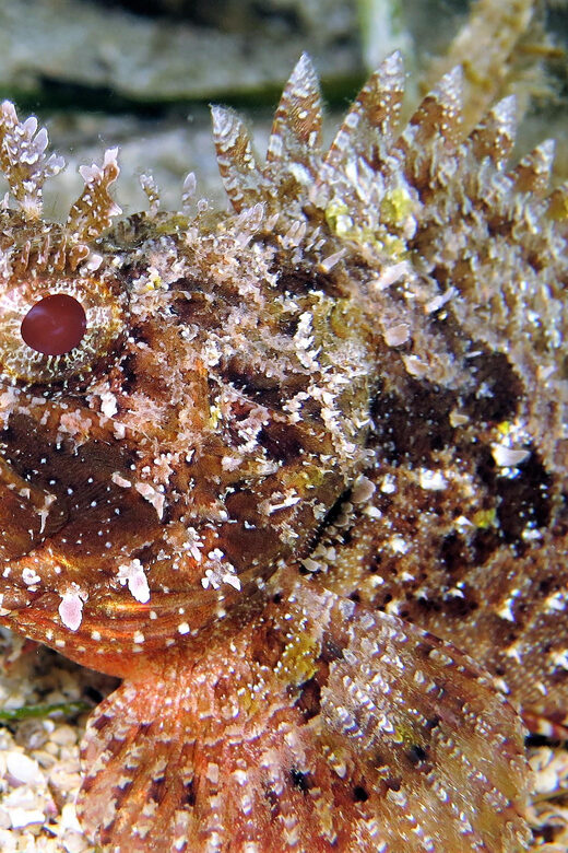 SSI Try Scuba Diving in the sea - Pricing and Value