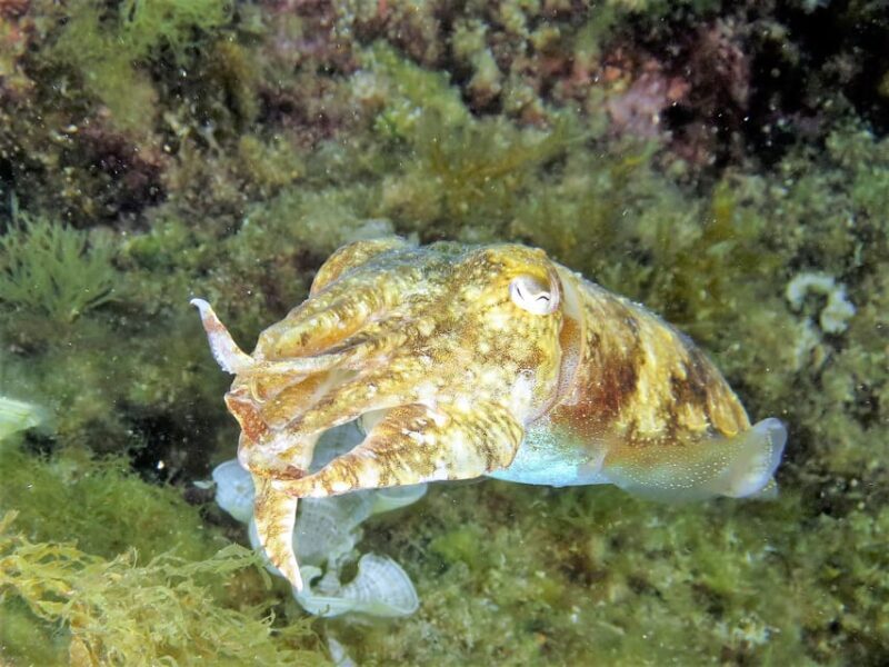 SSI Try Scuba Diving in the sea - The Experience in Detail