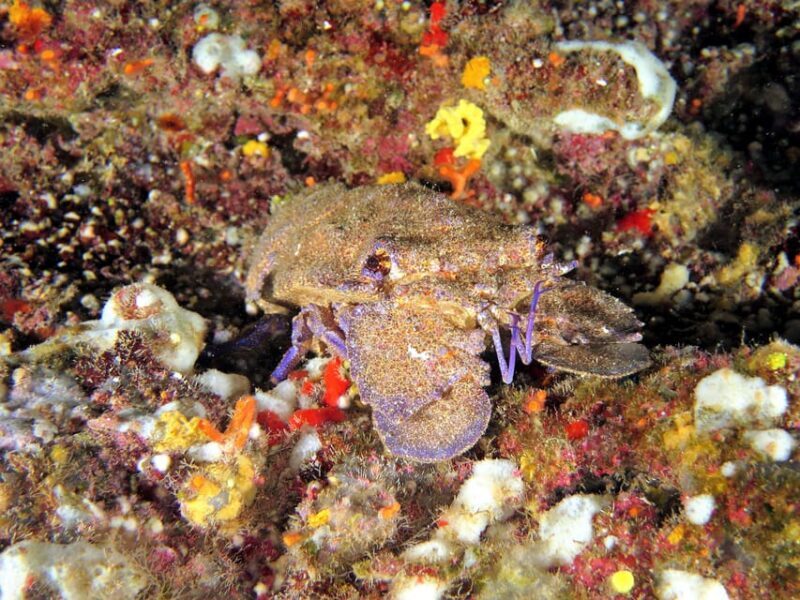 SSI Try Scuba Diving in the sea - The Sum Up