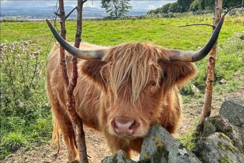 St Andrews, Falkland Palace, Fife Fishing Villages Tour - A Deep Dive into the Experience