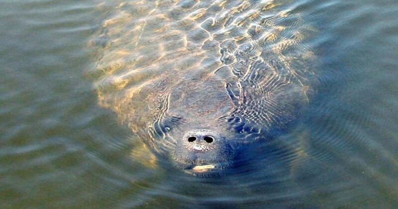 St. Augustine: Dolphin and Wildlife Historical Boat Tour - Setting the Scene: What the Tour Entails