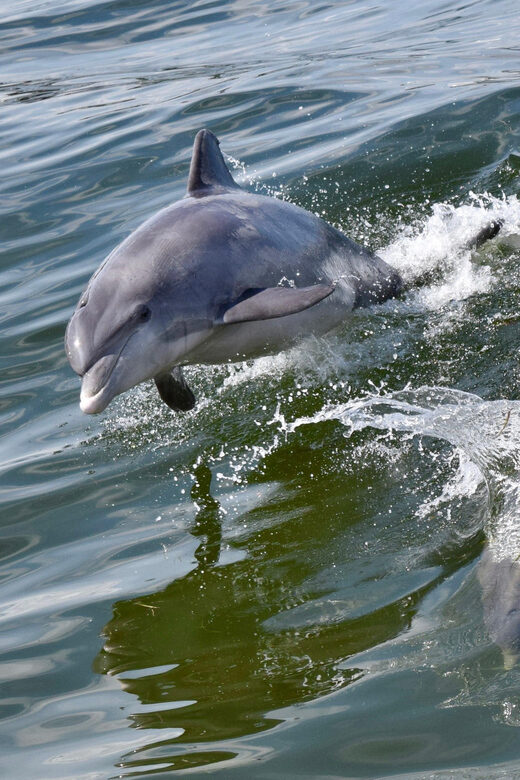 St. Augustine: Dolphin Watching Harbor Tour with Drinks - FAQ