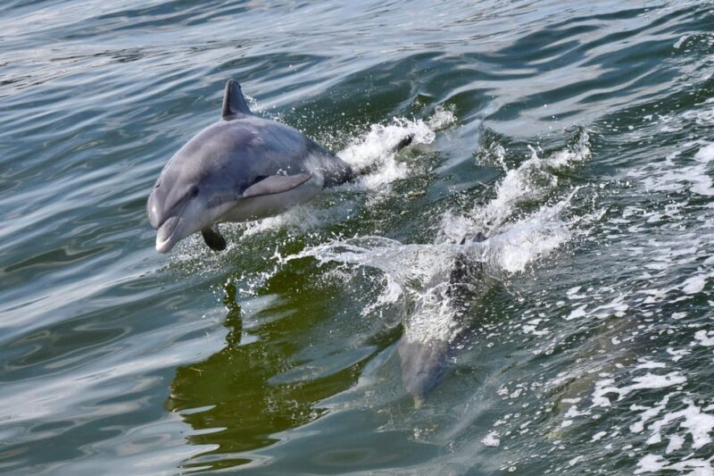 St. Augustine: Dolphin Watching Harbor Tour with Drinks - A Deep Dive into the Dolphin Harbor Tour Experience