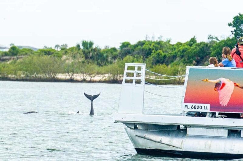 St. Augustine: Expert-Led Dolphin & Wildlife Eco Adventure - Key Points