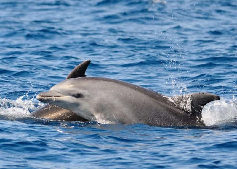 St. Augustine, FL: Dolphin Odyssey/Sightseeing Tour - Who Will Love This Tour?